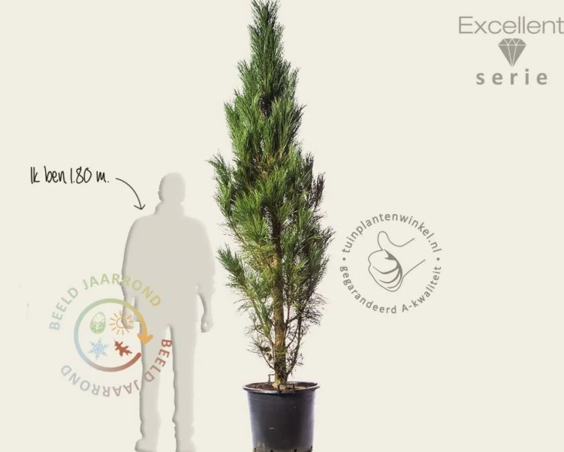 Pinus nigra 'Molette' 200/250 - Excellent