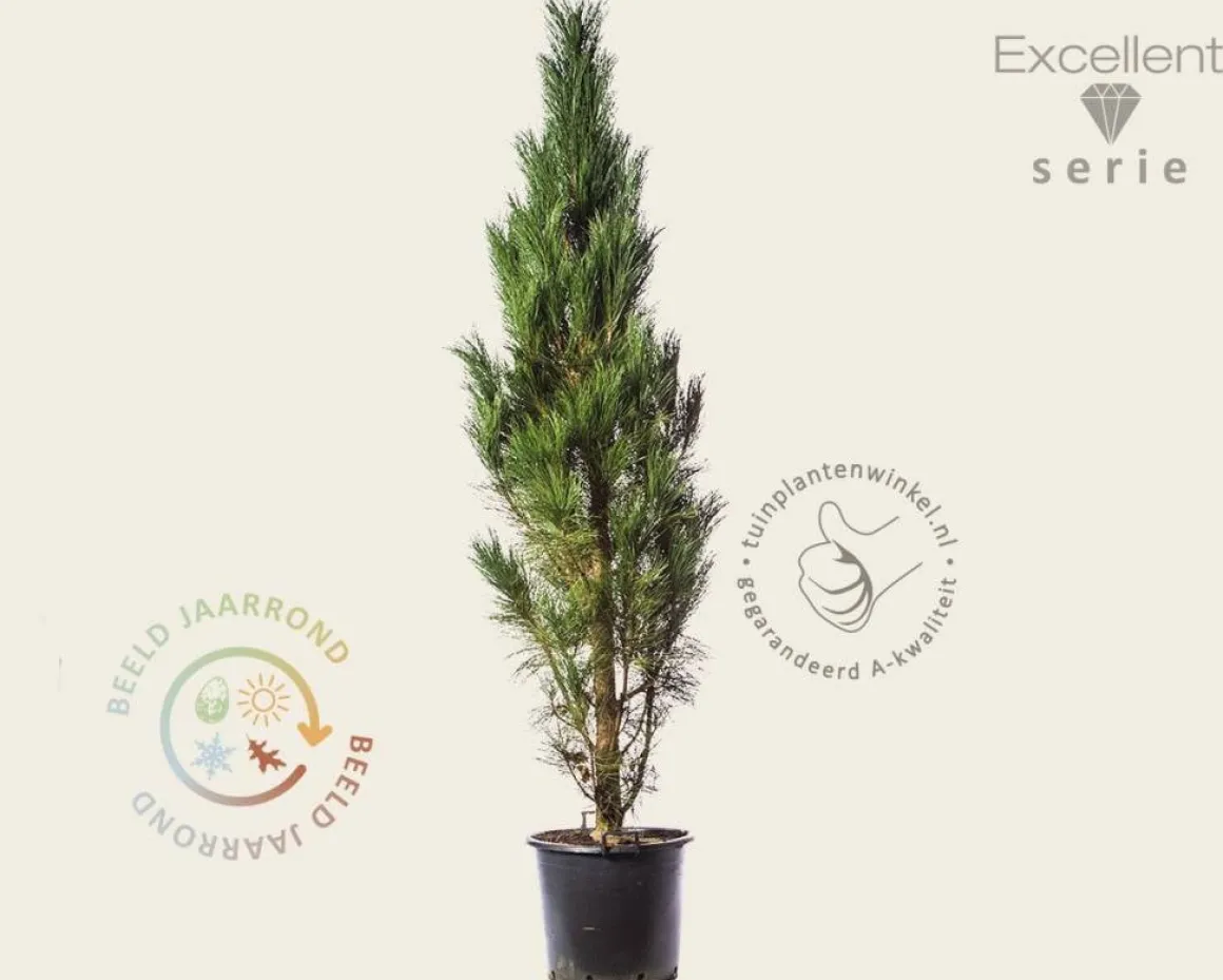 Pinus nigra 'Molette' 200/250 - Excellent