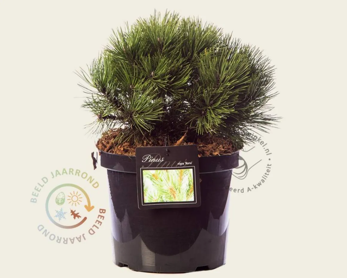 Pinus nigra 'Nana'