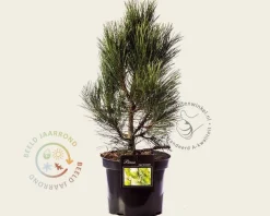 Pinus nigra 'Pyramidalis'