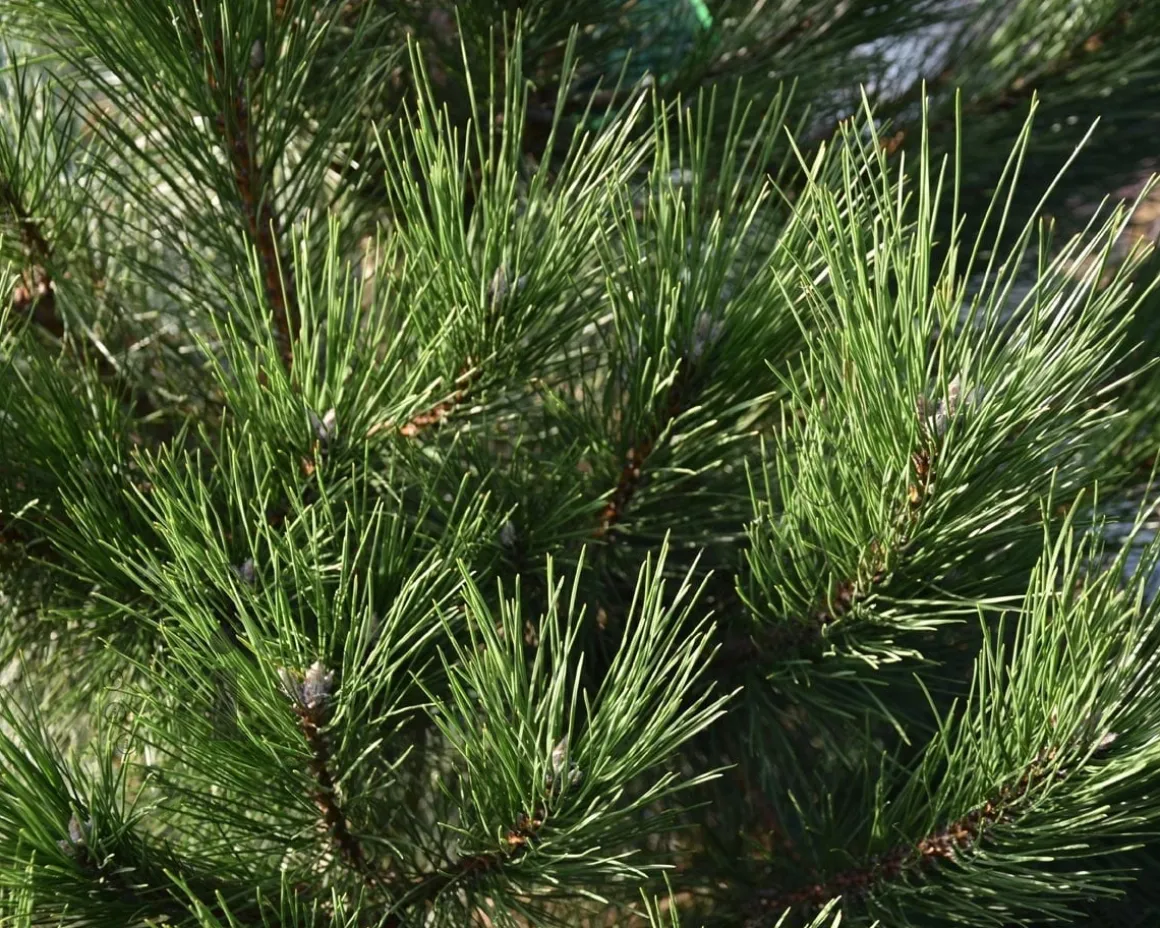 Pinus nigra subsp. nigra