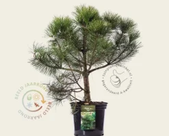 Pinus nigra subsp. nigra