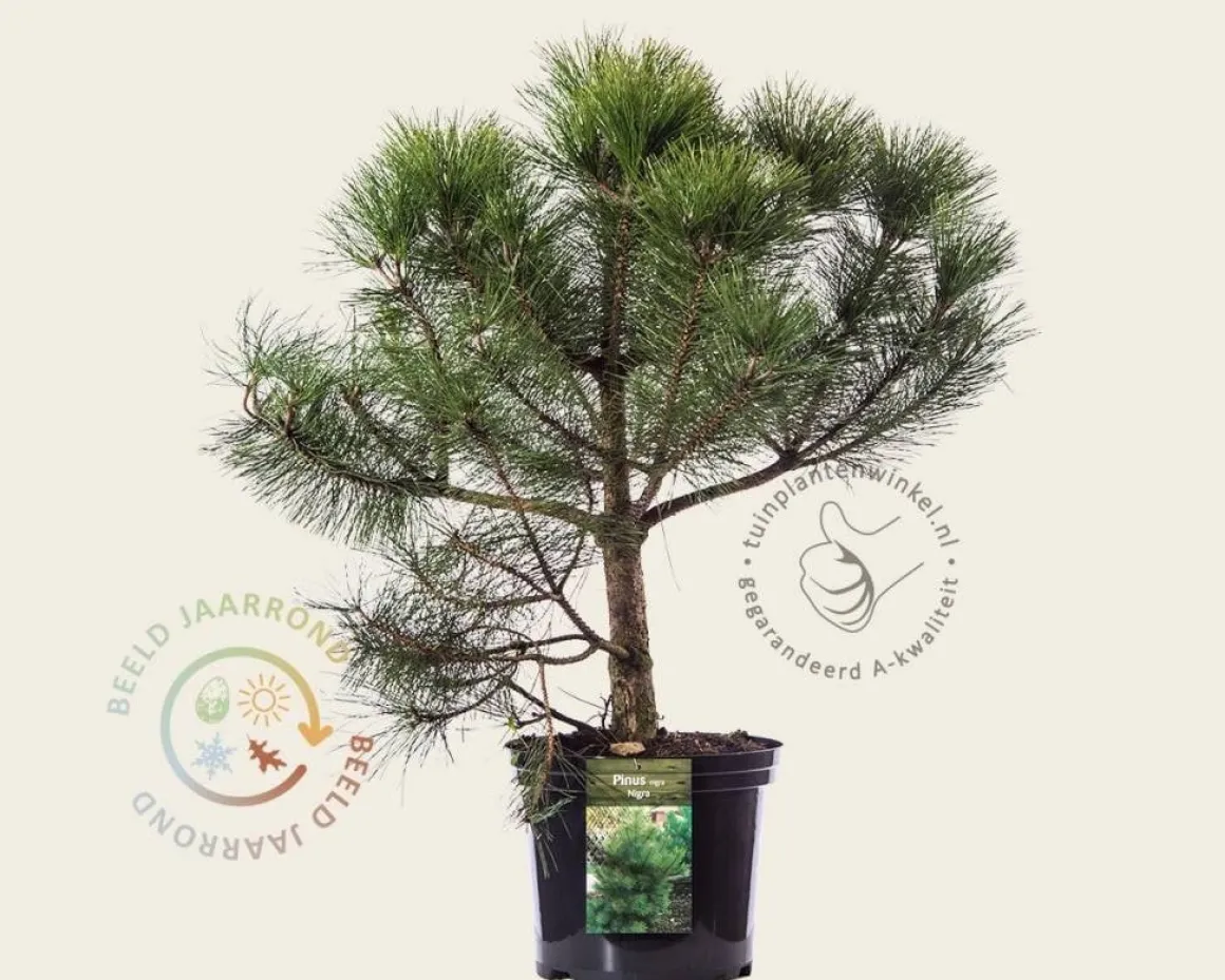Pinus nigra subsp. nigra