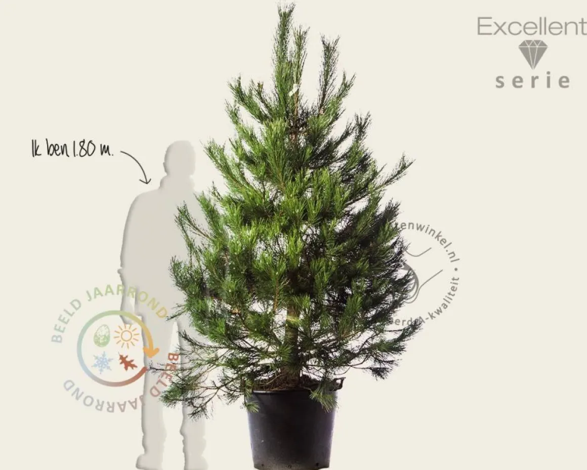 Pinus nigra subsp. nigra 175/200 - Excellent