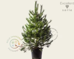Pinus nigra subsp. nigra 175/200 - Excellent