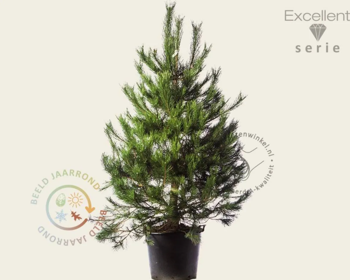 Pinus nigra subsp. nigra 175/200 - Excellent