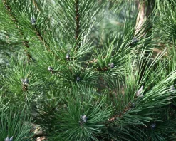 Pinus nigra subsp. nigra 125/150 - Excellent