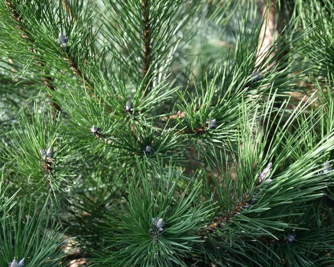 Pinus nigra subsp. nigra 125/150 - Excellent