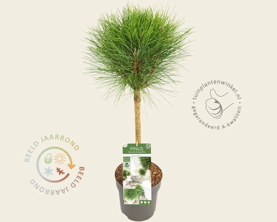 Pinus nigra 'Summer Breeze' - op stam