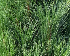 Pinus nigra 'Summer Breeze' - op stam