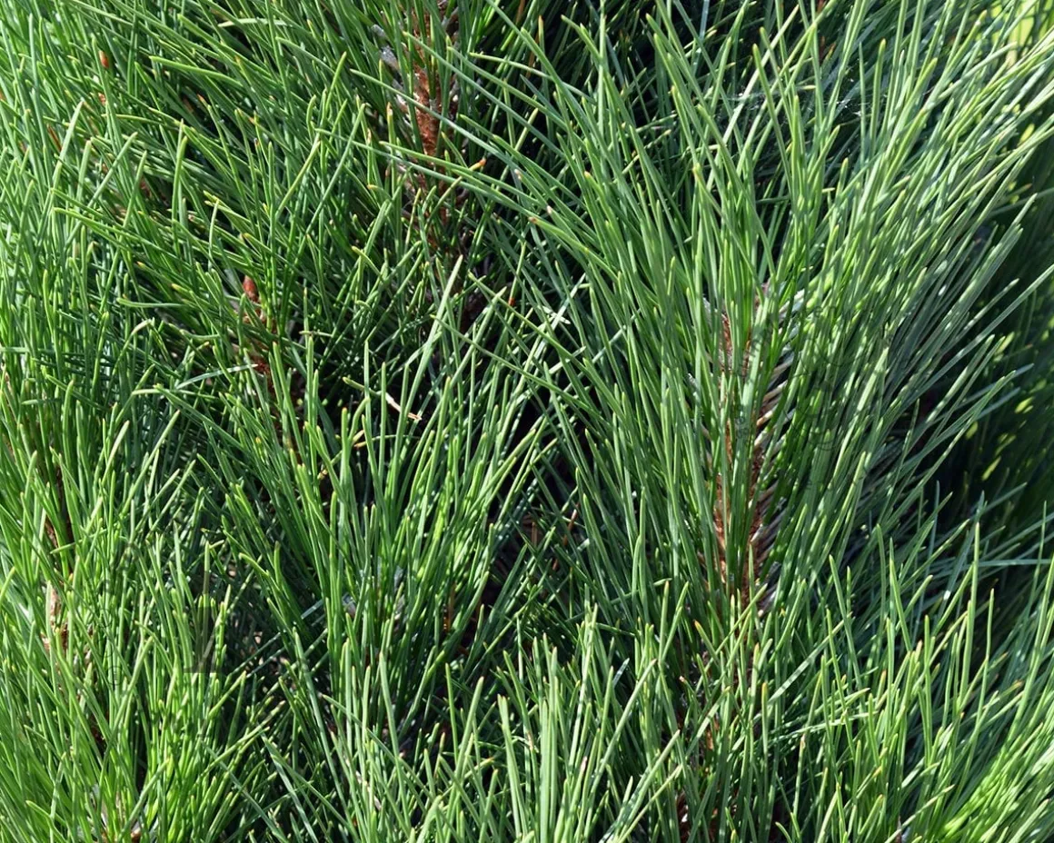 Pinus nigra 'Summer Breeze' - op stam