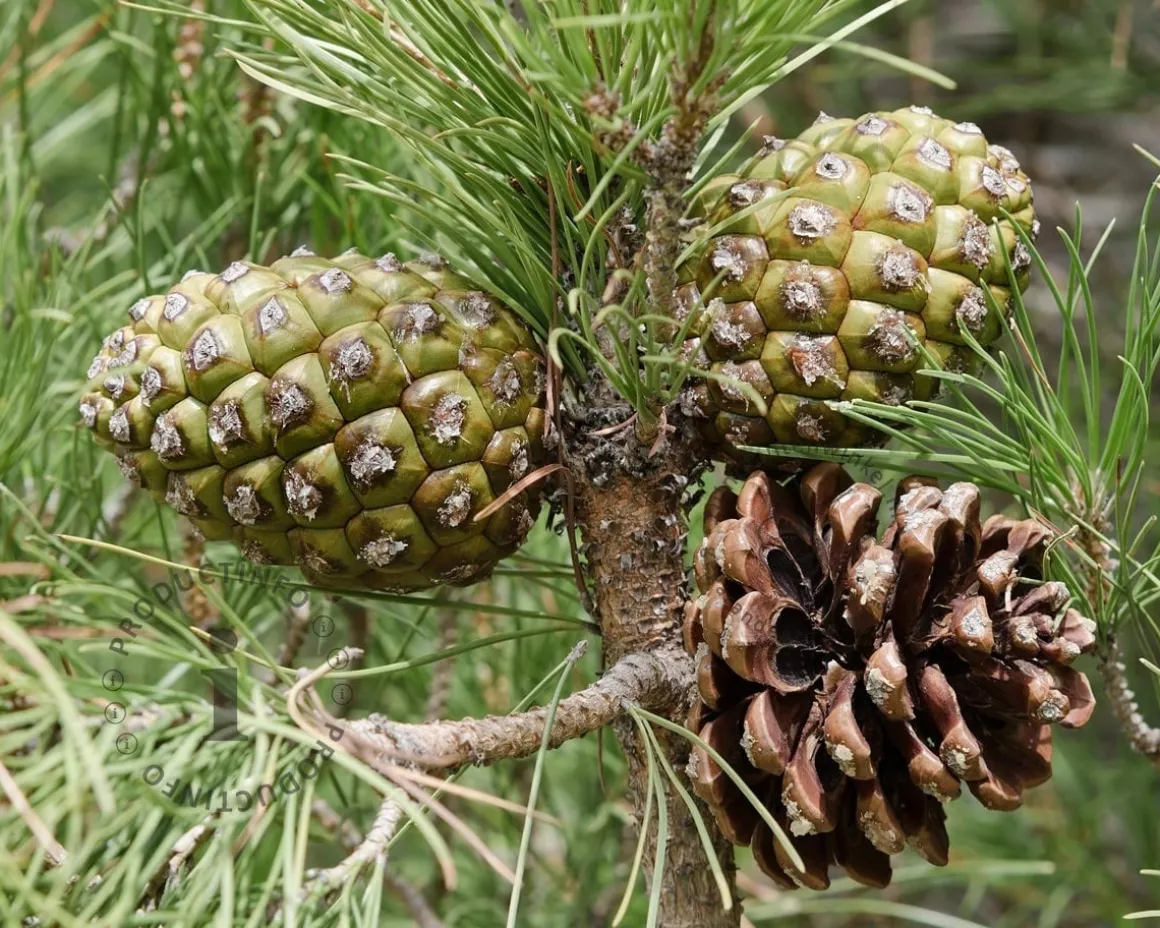 Pinus Pinea - halfstam