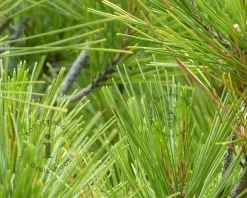 Pinus Pinea - halfstam