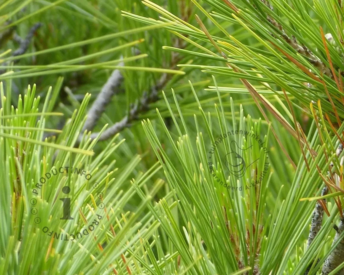 Pinus Pinea - halfstam