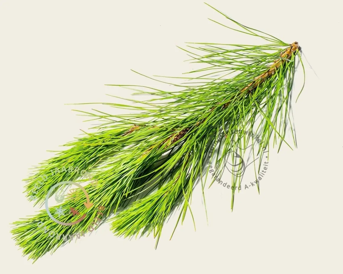 Pinus Pinea - halfstam