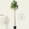 Pinus Pinea - hoogstam