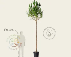 Pinus Pinea - hoogstam