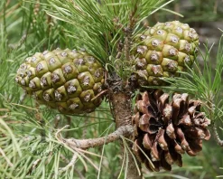 Pinus Pinea - hoogstam
