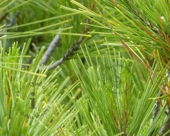 Pinus Pinea - hoogstam