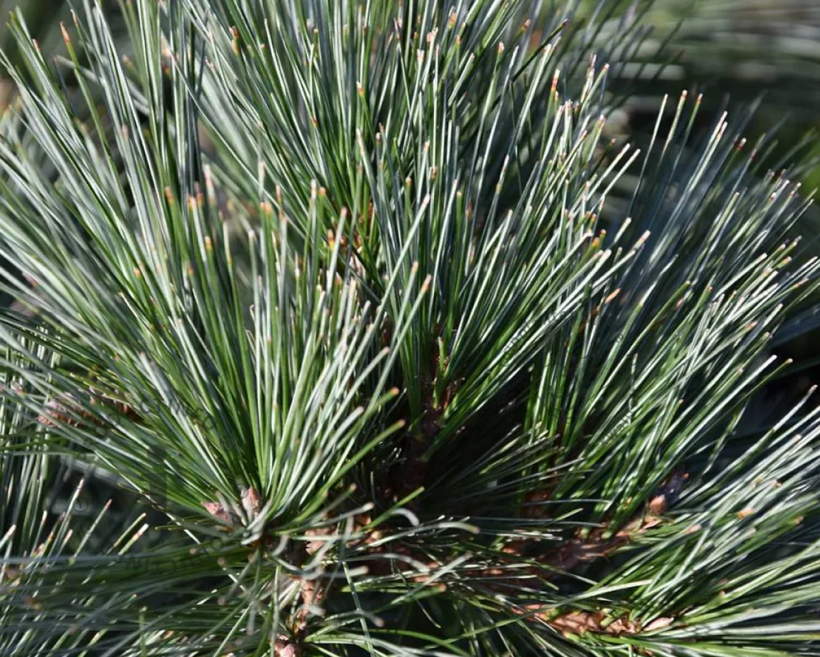Pinus strobus 'Secrest' - bonsai - Excellent