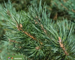Pinus sylvestris