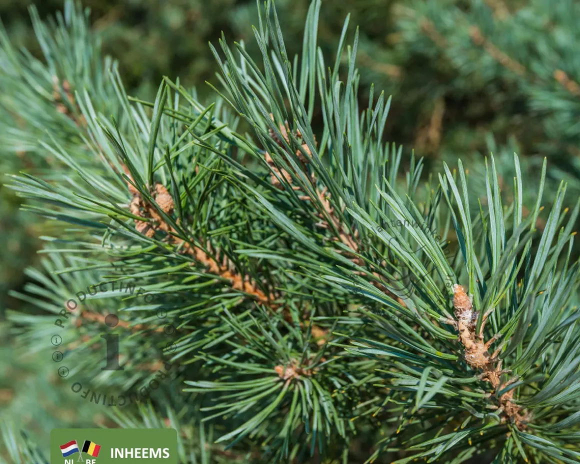 Pinus sylvestris