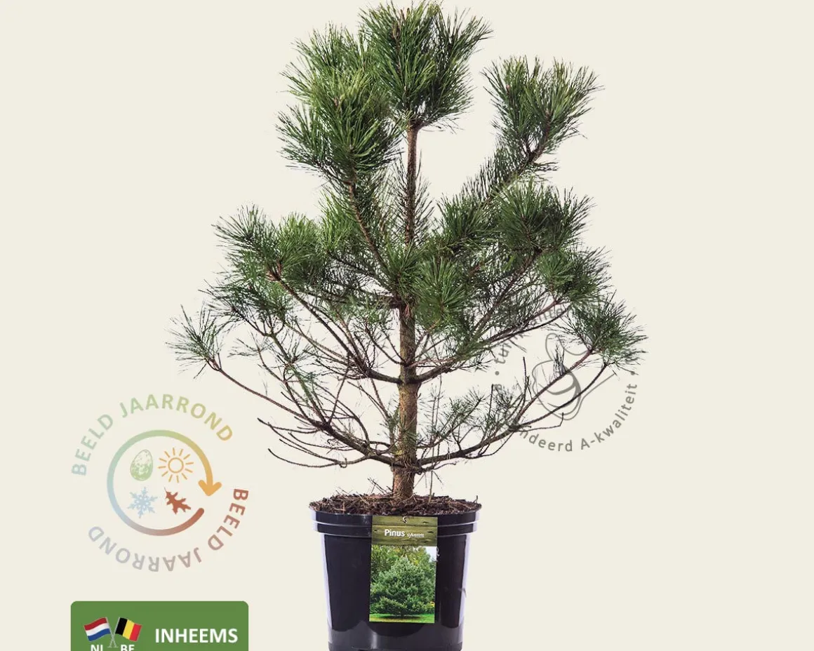 Pinus sylvestris