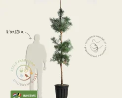 Pinus sylvestris - beveerd