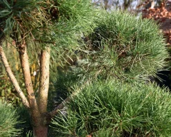 Pinus sylvestris - bonsai - Excellent