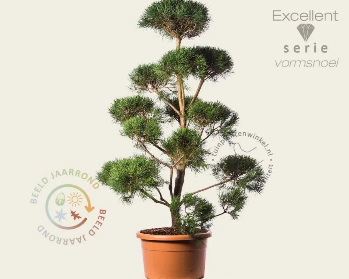 Pinus sylvestris - bonsai - Excellent