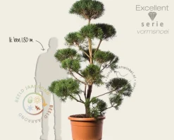 Pinus sylvestris - bonsai - Excellent
