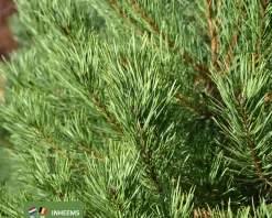 Pinus sylvestris 175/200 - Excellent
