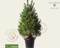 Pinus sylvestris 175/200 - Excellent