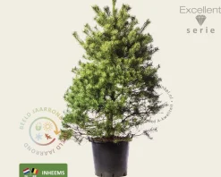Pinus sylvestris 125/150 - Excellent