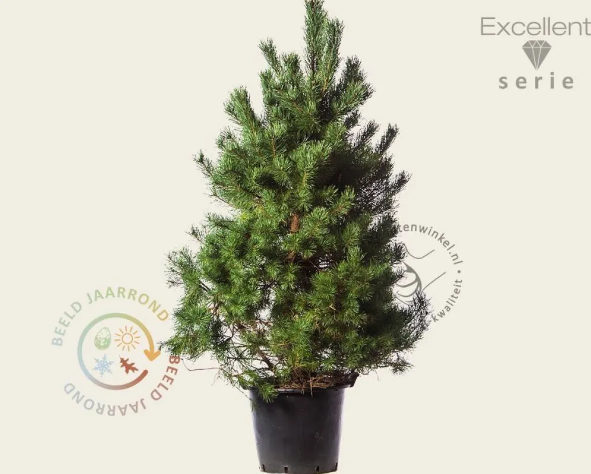Pinus sylvestris 'Norska' - Excellent