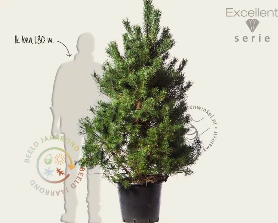 Pinus sylvestris 'Norska' - Excellent