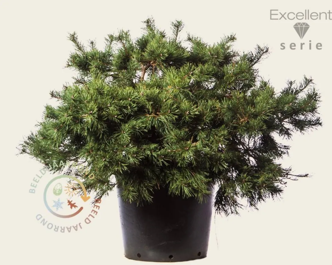 Pinus sylvestris 'Repens' 60/80 - Excellent