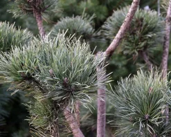Pinus sylvestris 'Watereri' - bonsai - Excellent