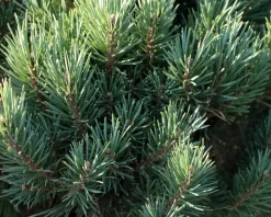 Pinus sylvestris 'Watereri' - 40 cm stam