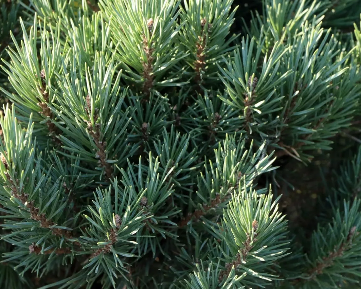 Pinus sylvestris 'Watereri' - 40 cm stam