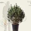 Pinus sylvestris 'Watereri' 80/100 - Excellent