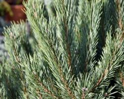 Pinus sylvestris 'Watereri' 80/100 - Excellent