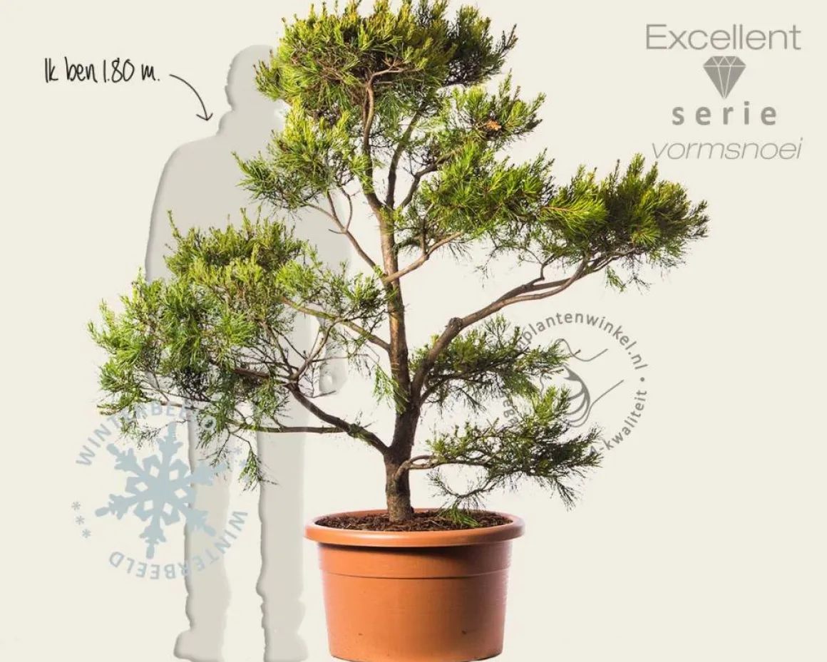 Pinus virginiana 'Water Gold' - bonsai - Excellent