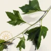 Platanus 'Alphen's Globe' - 180 cm stam