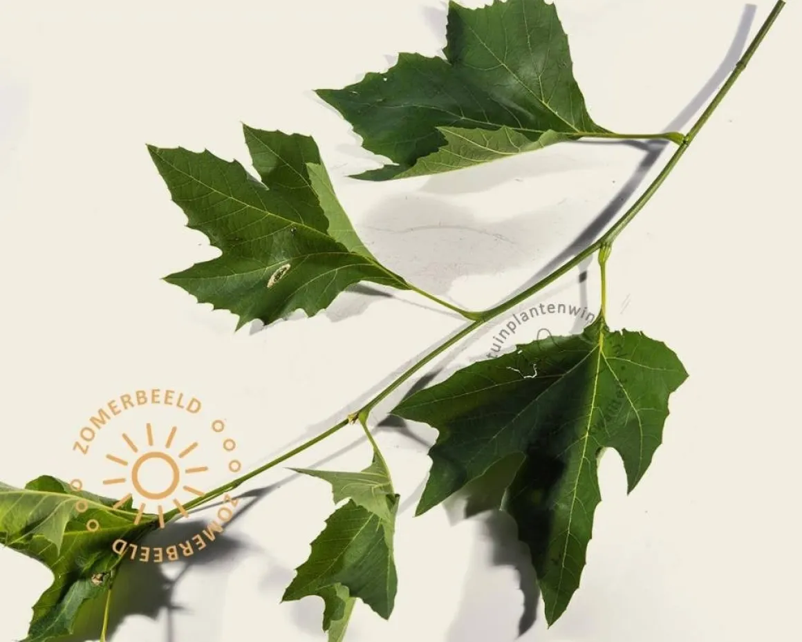 Platanus 'Alphen's Globe' - 180 cm stam