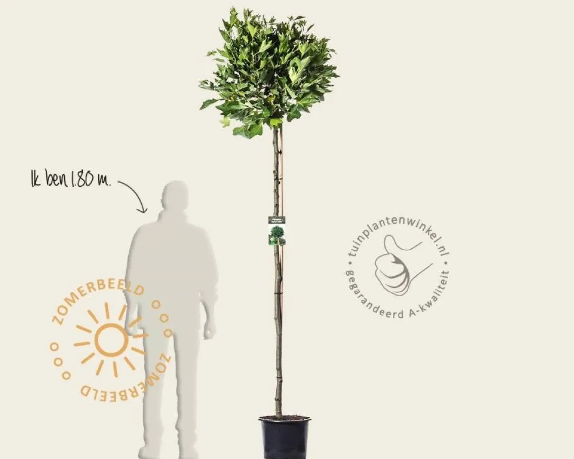 Platanus 'Alphen's Globe' - 180 cm stam