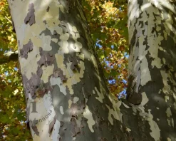 Platanus 'Alphen's Globe' - 225 cm stam