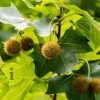Platanus 'Alphen's Globe' - 200 cm stam