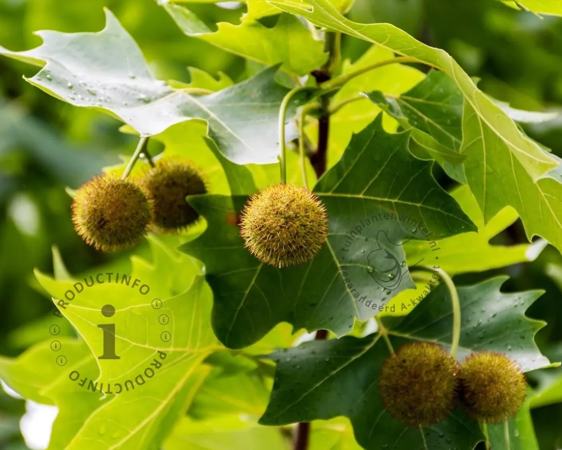 Platanus 'Alphen's Globe' - 200 cm stam