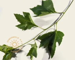 Platanus 'Alphen's Globe' - 200 cm stam